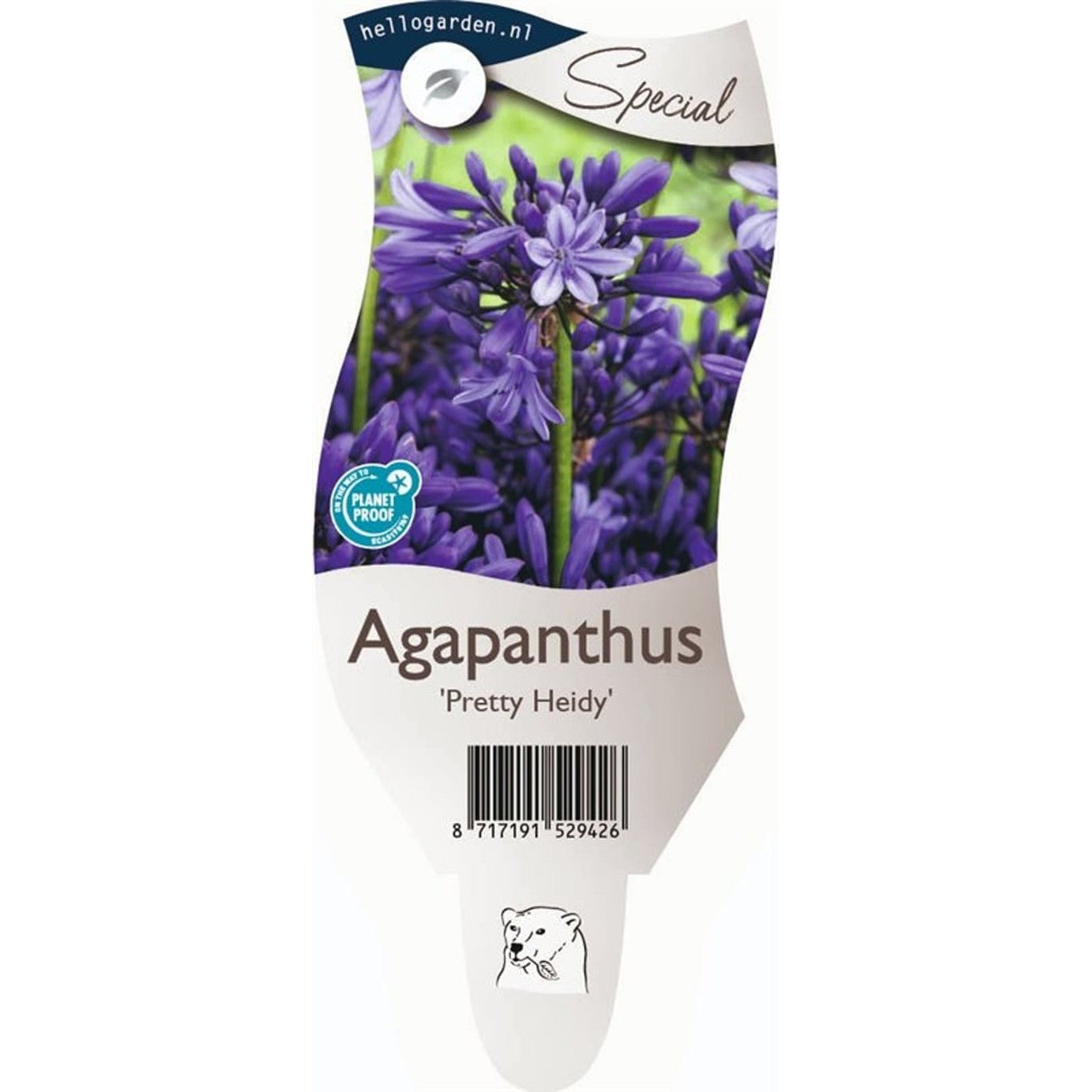 Afrikansk blåstjärna – Agapanthus 'Pretty Heidy' - P11